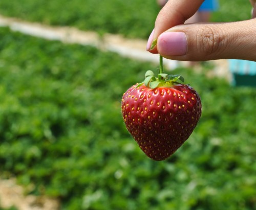A hand holding a ripe, red strawberry against a background of green strawberry plants.