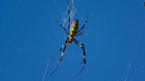 A close-up of a yellow and black spider hanging in its web against a blue sky.
