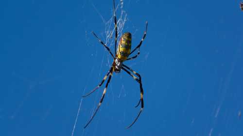 A close-up of a yellow and black spider hanging in its web against a blue sky.