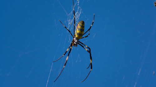 A close-up of a yellow and black spider on its web against a clear blue sky.