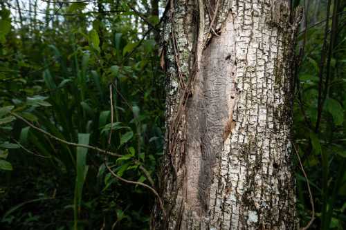 Close-up of a textured tree trunk with visible markings, surrounded by lush green foliage in a forest setting.