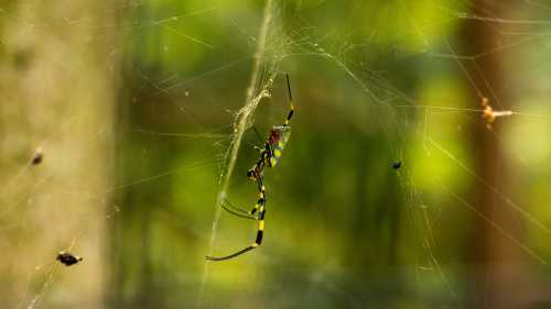 A colorful spider with yellow and black stripes is suspended in its web, surrounded by blurred green foliage.