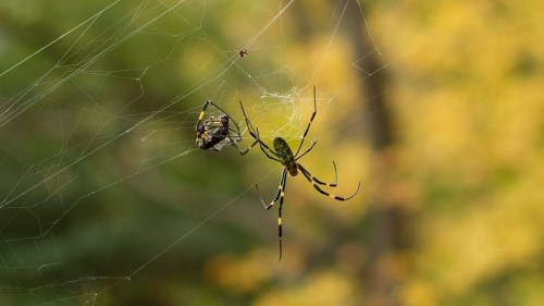 A large spider with yellow and black markings is caught in its web, with a smaller insect entangled nearby.
