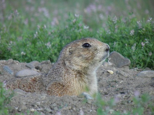 A close-up of a prairie dog emerging from its burrow, surrounded by green grass and small flowers.