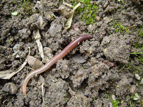 A close-up of a brown earthworm on dark, moist soil with small leaves and debris around it.