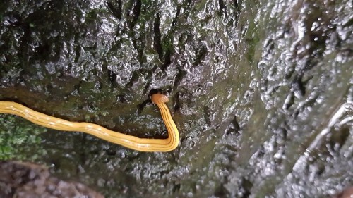 A slender yellow worm crawling on a textured, dark green surface.