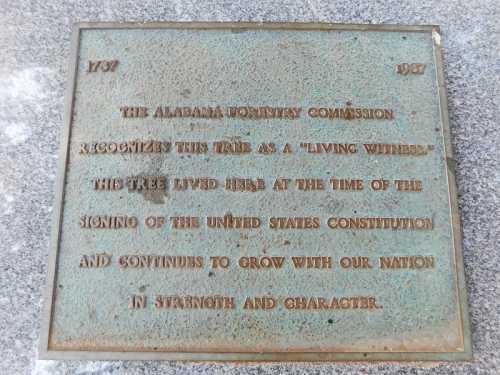 Plaque commemorating a tree recognized by the Alabama Forestry Commission as a witness to the U.S. Constitution's signing.