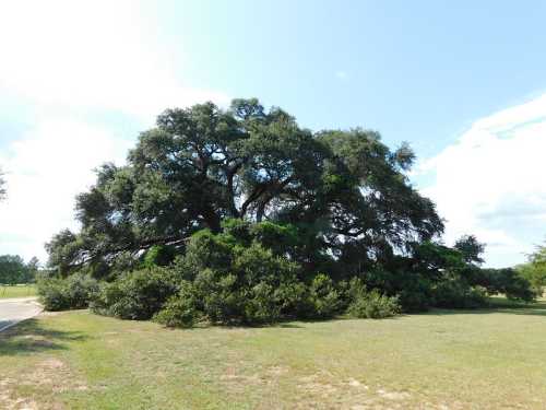 A large, leafy oak tree stands in a grassy area under a blue sky with scattered clouds.