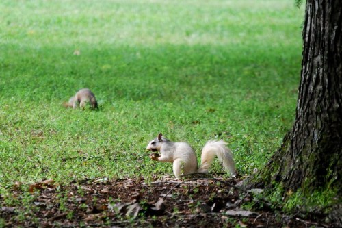 A squirrel with a bushy tail holds food in its paws, while another squirrel is seen in the background on the grass.