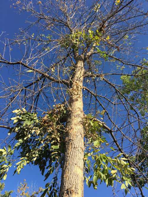 A tall tree with sparse branches and green leaves against a clear blue sky.