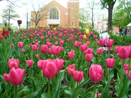 A vibrant field of pink tulips in bloom, with a brick building and trees in the background.
