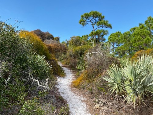 A winding dirt path through lush greenery and shrubs under a clear blue sky.