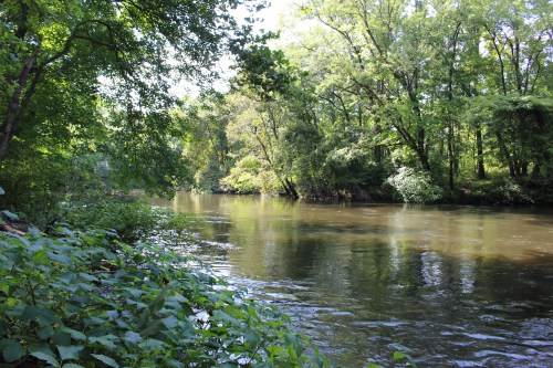 A serene river flows through a lush green landscape, surrounded by trees and foliage on a sunny day.