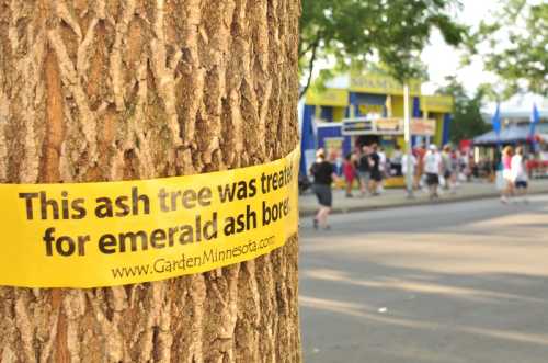 A close-up of a tree trunk with a yellow sign stating it was treated for emerald ash borer, with a fair in the background.