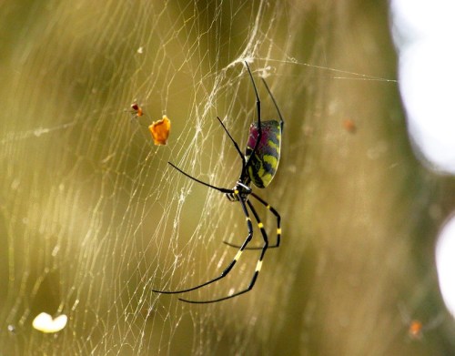 A colorful spider with a patterned body is suspended in its intricate web, surrounded by blurred natural background.