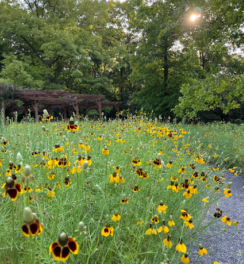 A vibrant field of yellow flowers with dark centers, surrounded by lush greenery and sunlight filtering through trees.