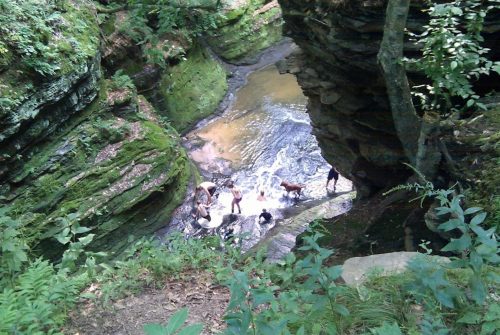 A scenic view of a rocky creek surrounded by lush greenery, with people and dogs playing in the water below.