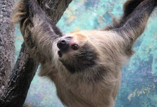 A sloth hanging upside down from a tree branch, with a colorful, blurred background.