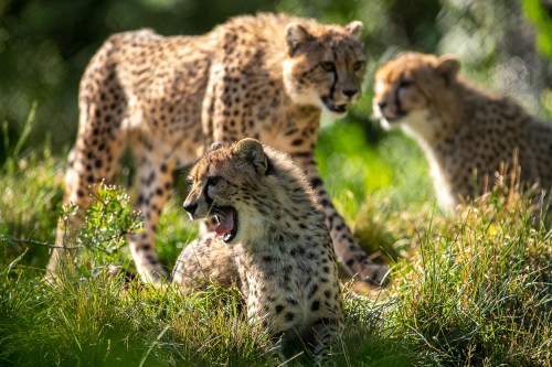 Three cheetahs in a grassy area, with one yawning and the others in the background, surrounded by greenery.