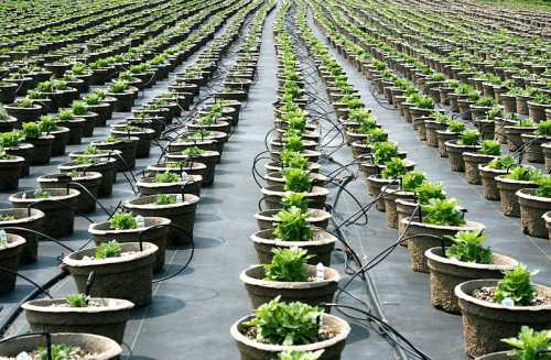 A vast greenhouse filled with rows of potted plants, connected by irrigation lines on a black plastic surface.