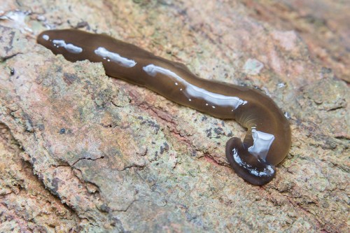 A brown, slimy worm-like creature on a textured rock surface.