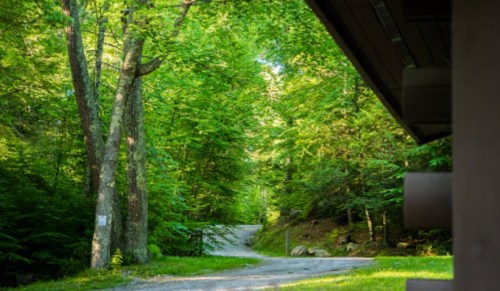 A serene forest path surrounded by lush green trees, leading into a peaceful wooded area.