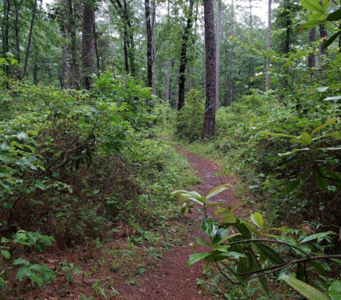 A winding dirt path through a lush green forest with tall trees and dense underbrush.