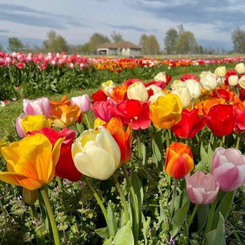 A vibrant field of blooming tulips in various colors, with a cloudy sky and a distant house in the background.