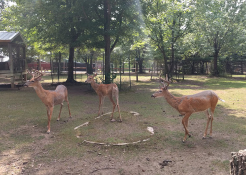 Three deer with antlers stand in a grassy area surrounded by trees and a fenced enclosure.