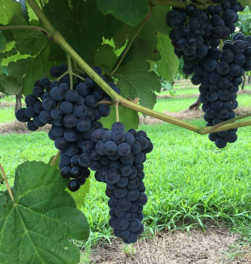 Bunches of ripe, dark purple grapes hanging from a vine, set against a green grassy background.