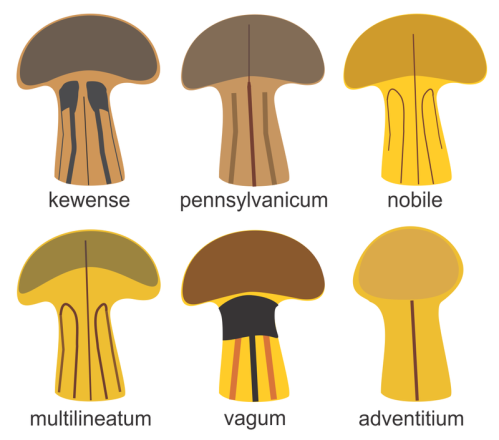 Illustration of six mushroom species: kewense, pennsylvanicum, nobile, multilineatum, vagum, and adventitium.