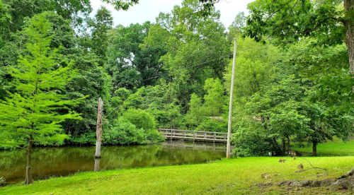 A serene landscape featuring a calm pond, lush greenery, and a wooden bridge in a peaceful natural setting.