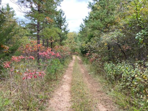 A dirt path winds through a forest with green trees and colorful autumn foliage on either side.