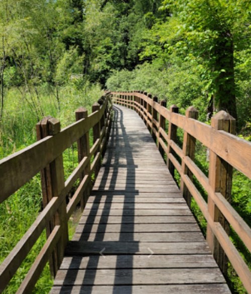 A wooden boardwalk winding through lush green vegetation in a serene natural setting.