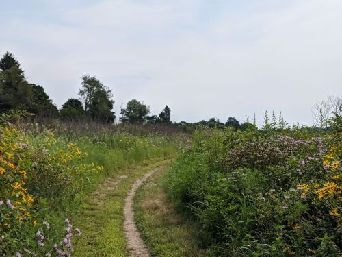 A winding dirt path through a vibrant field of wildflowers and greenery under a cloudy sky.