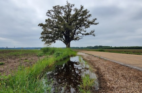 A solitary tree stands beside a gravel road, reflecting in a puddle, with fields and overcast skies in the background.