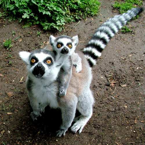 A lemur with large eyes stands on the ground, carrying a smaller lemur on its back, surrounded by greenery.
