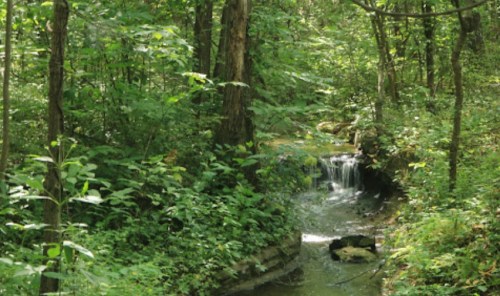 A serene forest scene with a small stream flowing through lush greenery and trees.