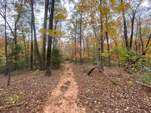 A dirt path winds through a forest with autumn foliage, featuring trees with colorful leaves and a serene atmosphere.