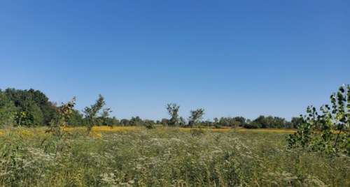 A sunny field with tall grass and scattered trees under a clear blue sky.