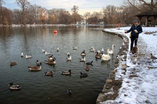 A person feeds ducks and swans by a snowy pond, surrounded by trees and a calm water surface.