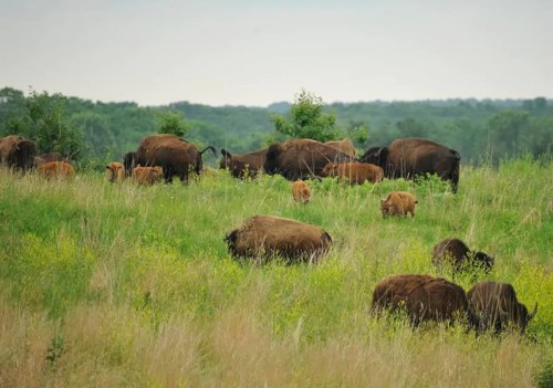 A herd of bison grazing in a grassy field, with several calves among them and a lush green landscape in the background.
