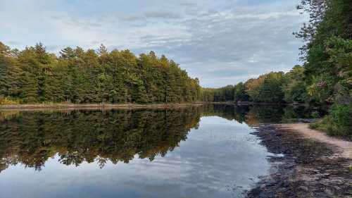 A serene lake surrounded by lush green trees, reflecting the sky and forest in calm waters.