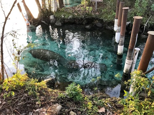 A serene water scene with a manatee partially submerged near rusty pilings and lush greenery along the shore.