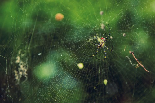 A close-up of a spider in its intricate web, surrounded by green foliage.
