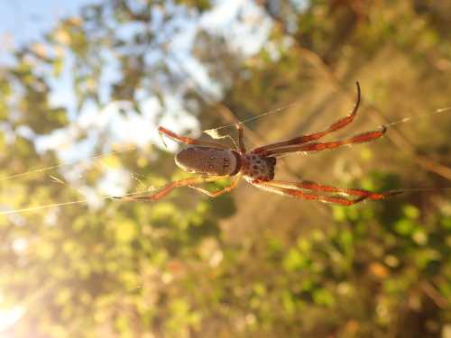 A close-up of a spider on its web, with sunlight filtering through green foliage in the background.