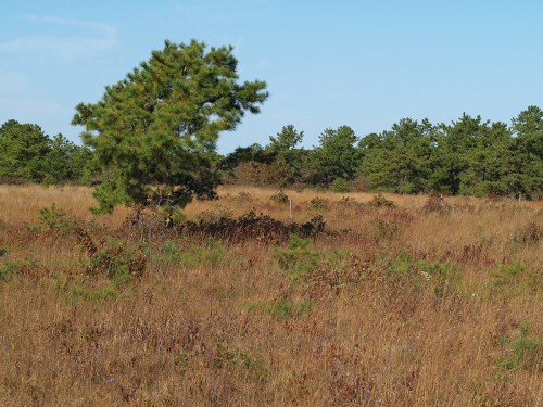 A grassy field with scattered trees under a clear blue sky, showcasing a mix of green and golden vegetation.