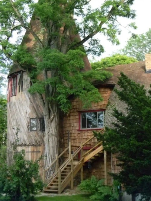 A unique house with a tree growing through it, featuring wooden siding and a steep roof, surrounded by greenery.
