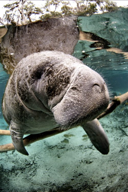 A close-up of a manatee swimming underwater, with its snout and eyes visible, surrounded by clear water and vegetation.
