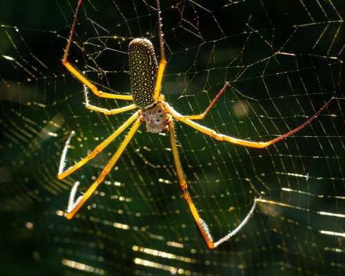 A close-up of a yellow spider with a patterned abdomen, resting in its intricate web against a blurred green background.